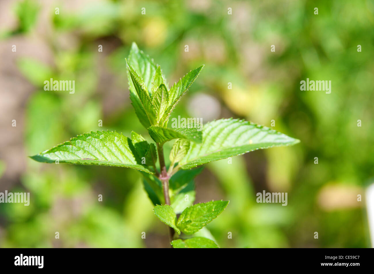 Peppermint (Mentha x piperita) plant, a cross between watermint and spearmint. Stock Photo