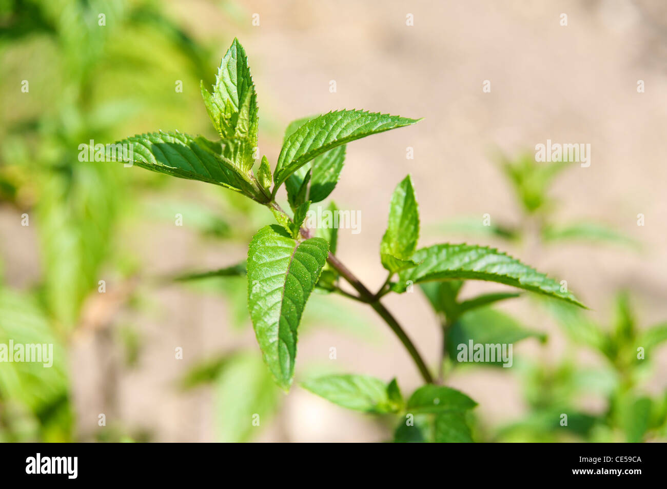 Peppermint (Mentha x piperita) plant, a cross between watermint and spearmint. Stock Photo