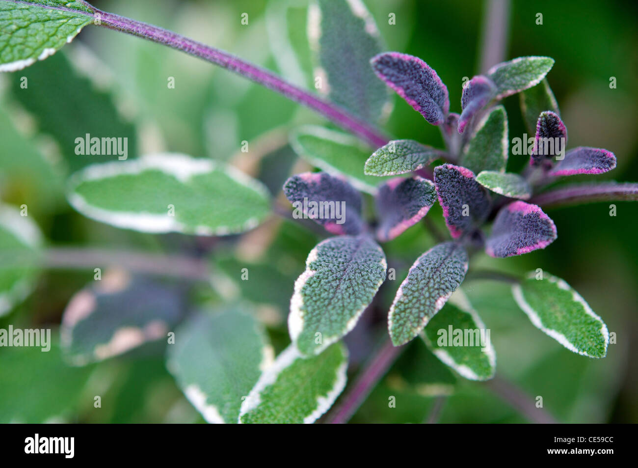 Tricolor Garden Sage is a form of regular culinary Garden Sage and can be used in place of Garden Sage in any recipe. Stock Photo