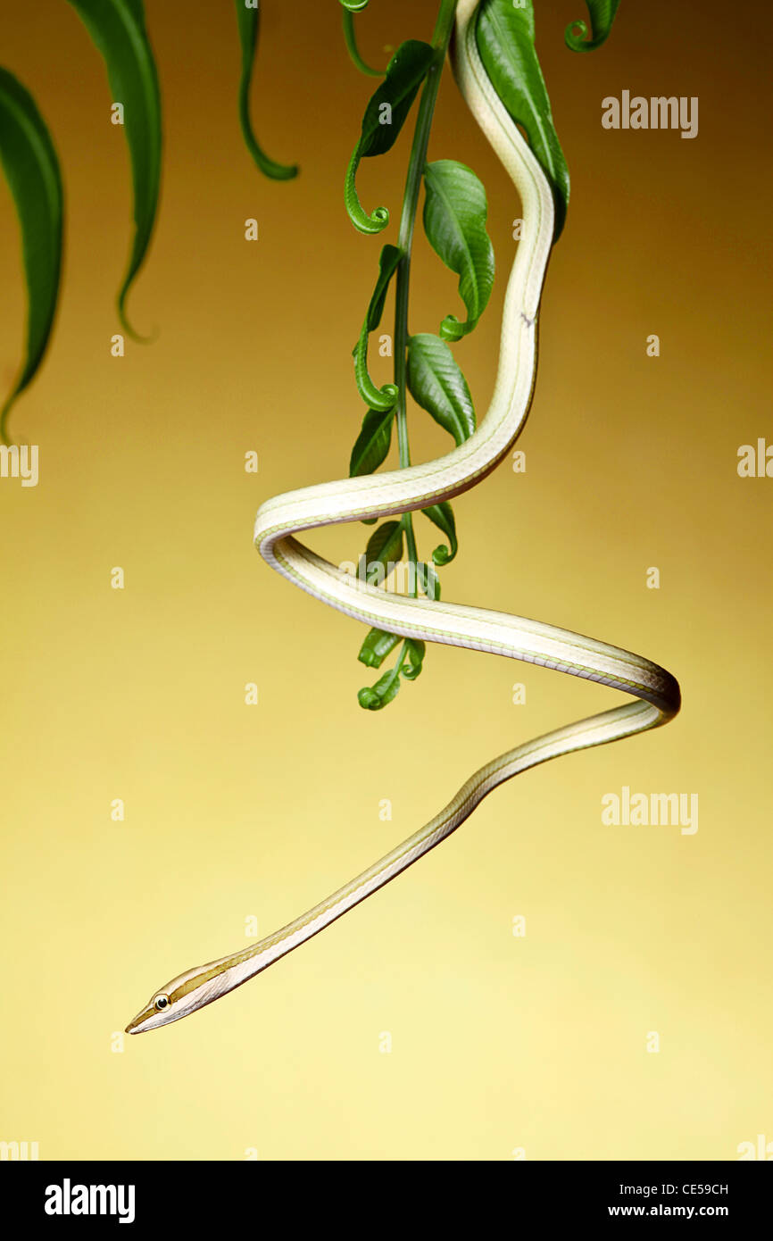 Snake hang hires stock photography and images Alamy