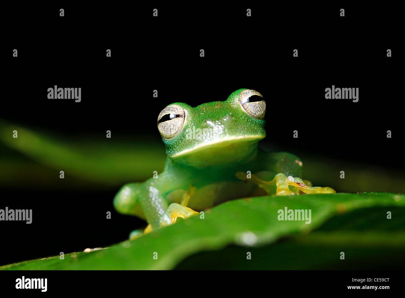glass frog hyalinobatrachium in bolivian rain forest Stock Photo Alamy