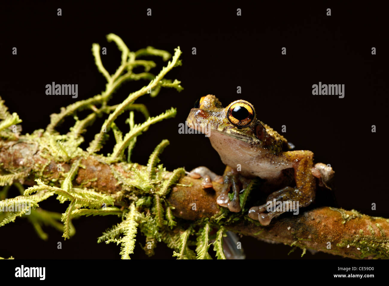 Osteocephalus leprieurii tree frog in the Amazon rain forest sitting between moss on a twig Stock Photo