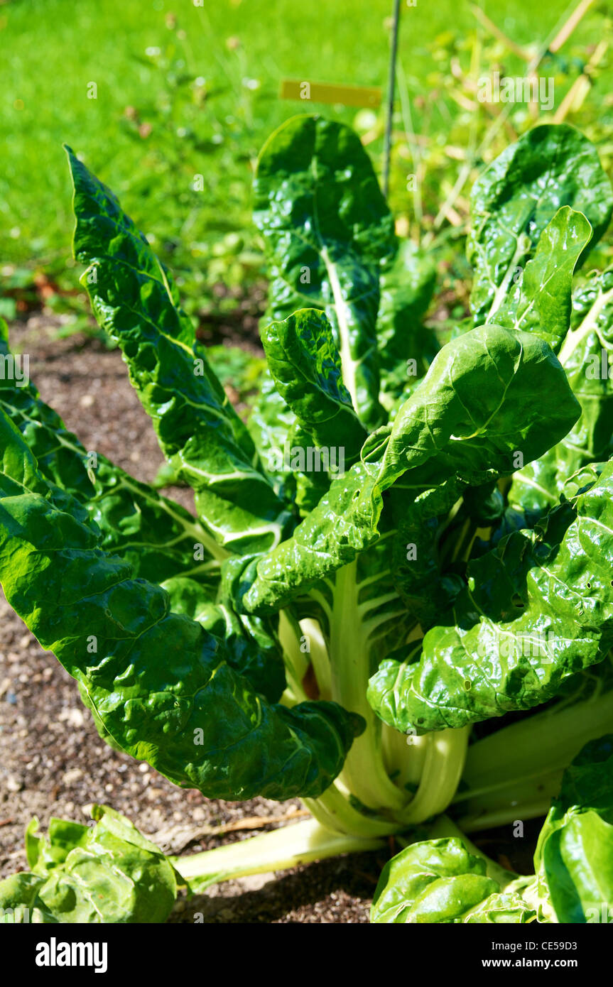 Red chard (Beta vulgaris subsp. cicla) plant in a vegetable garden. Stock Photo