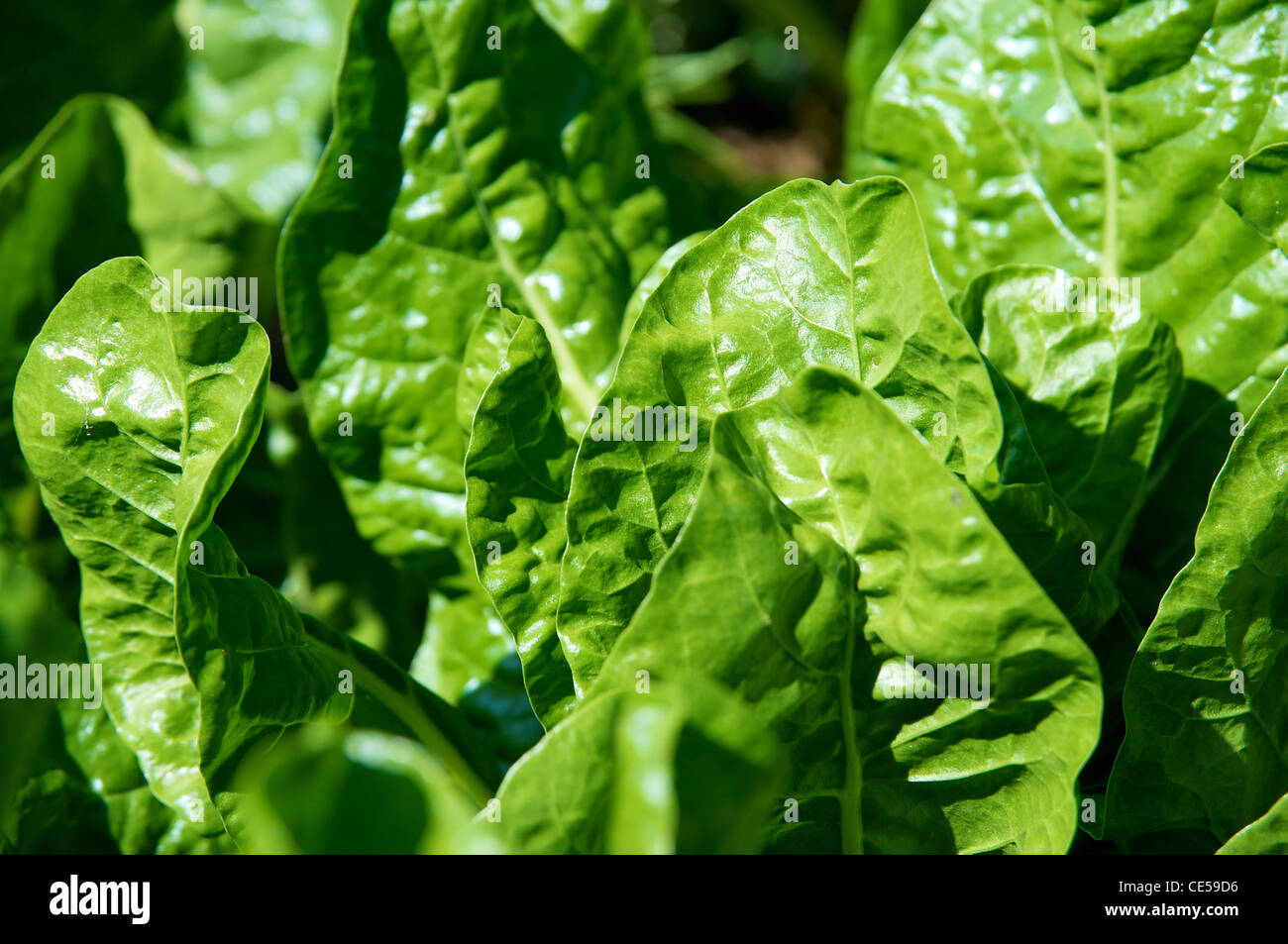 Lush green leaves of the red chard (Beta vulgaris subsp. cicla) Stock Photo