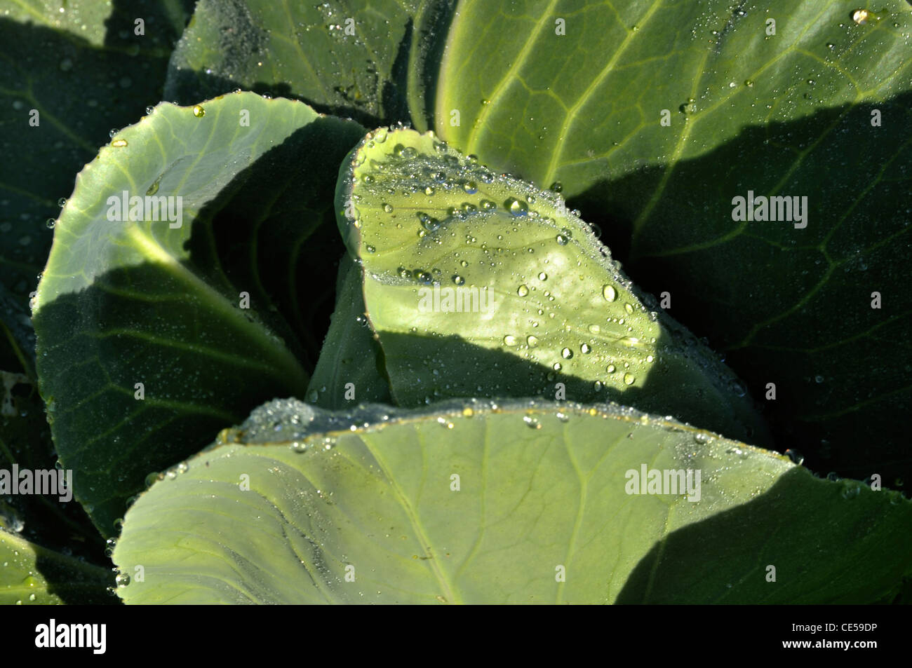 brassière post opératoire