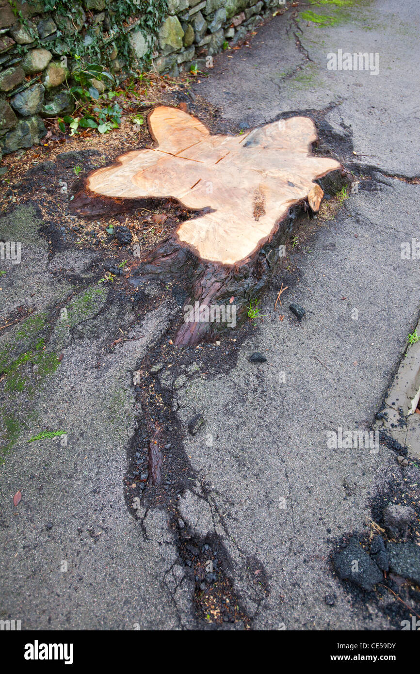 Tree roots damage hires stock photography and images Alamy