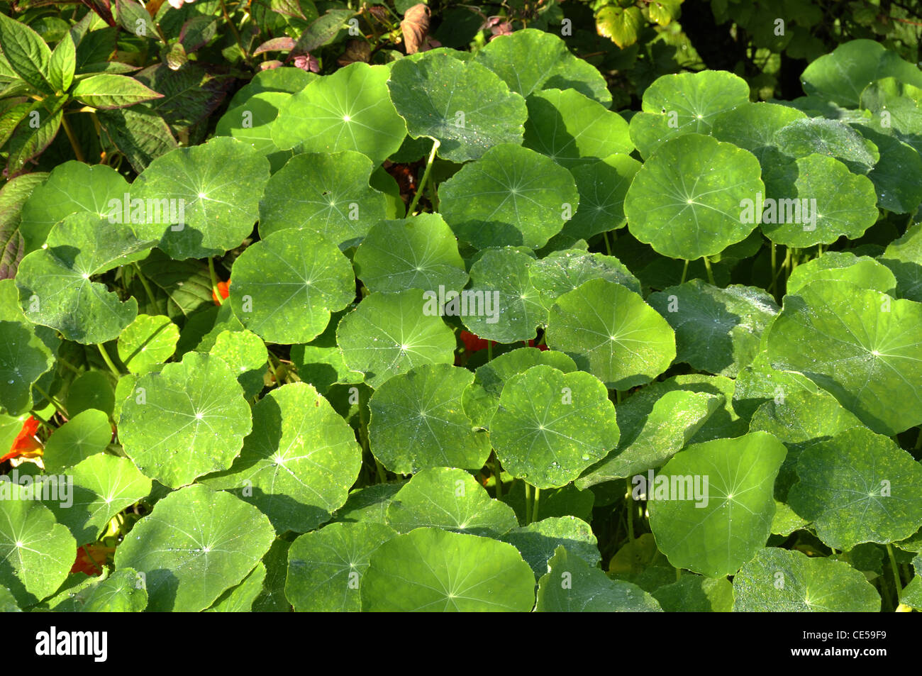 Nasturtium (Tropaeolum majus), annual plant Stock Photo