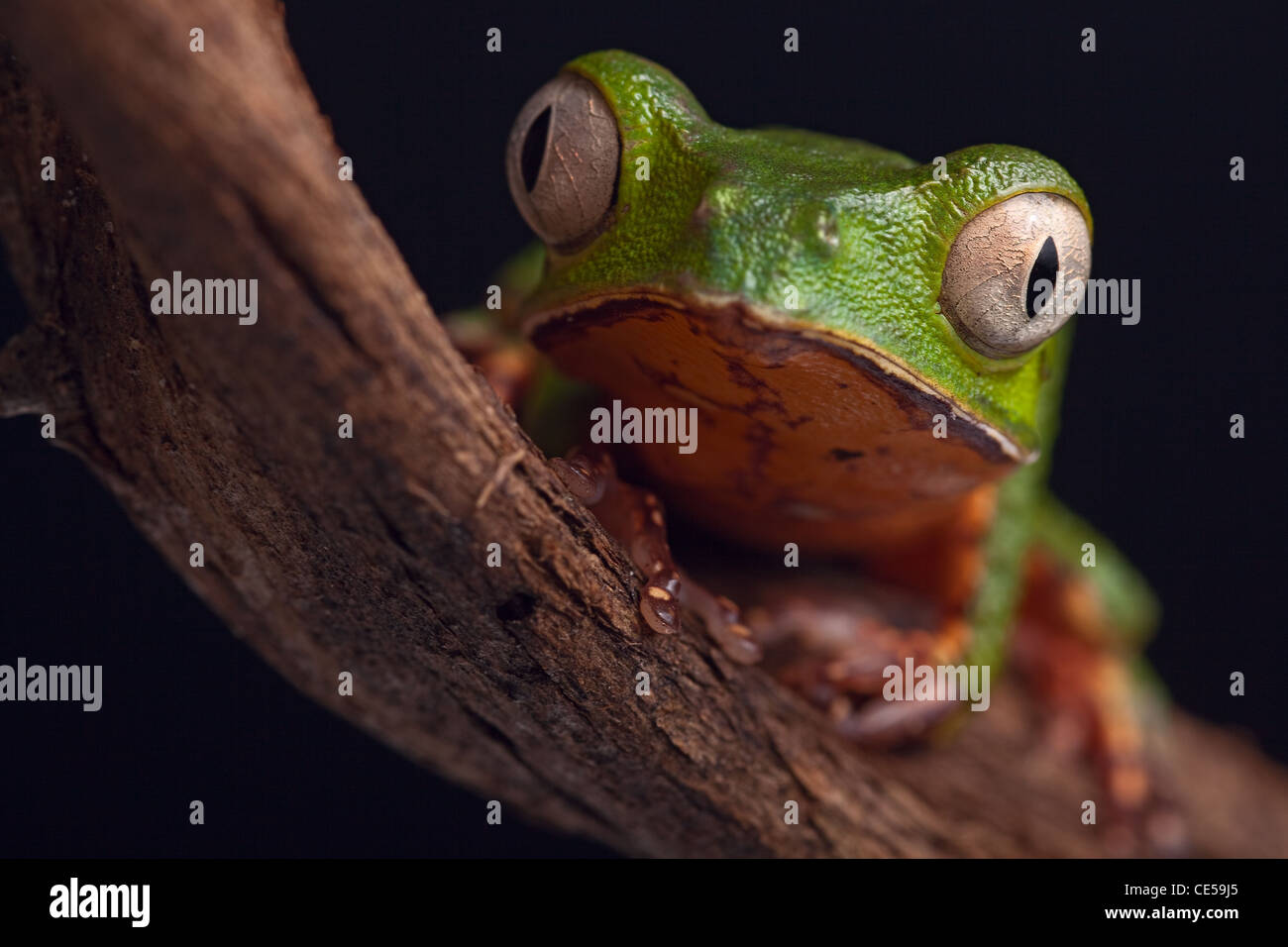 tree frog, Phyllomedusa vailanti in Amazon rainforest Stock Photo