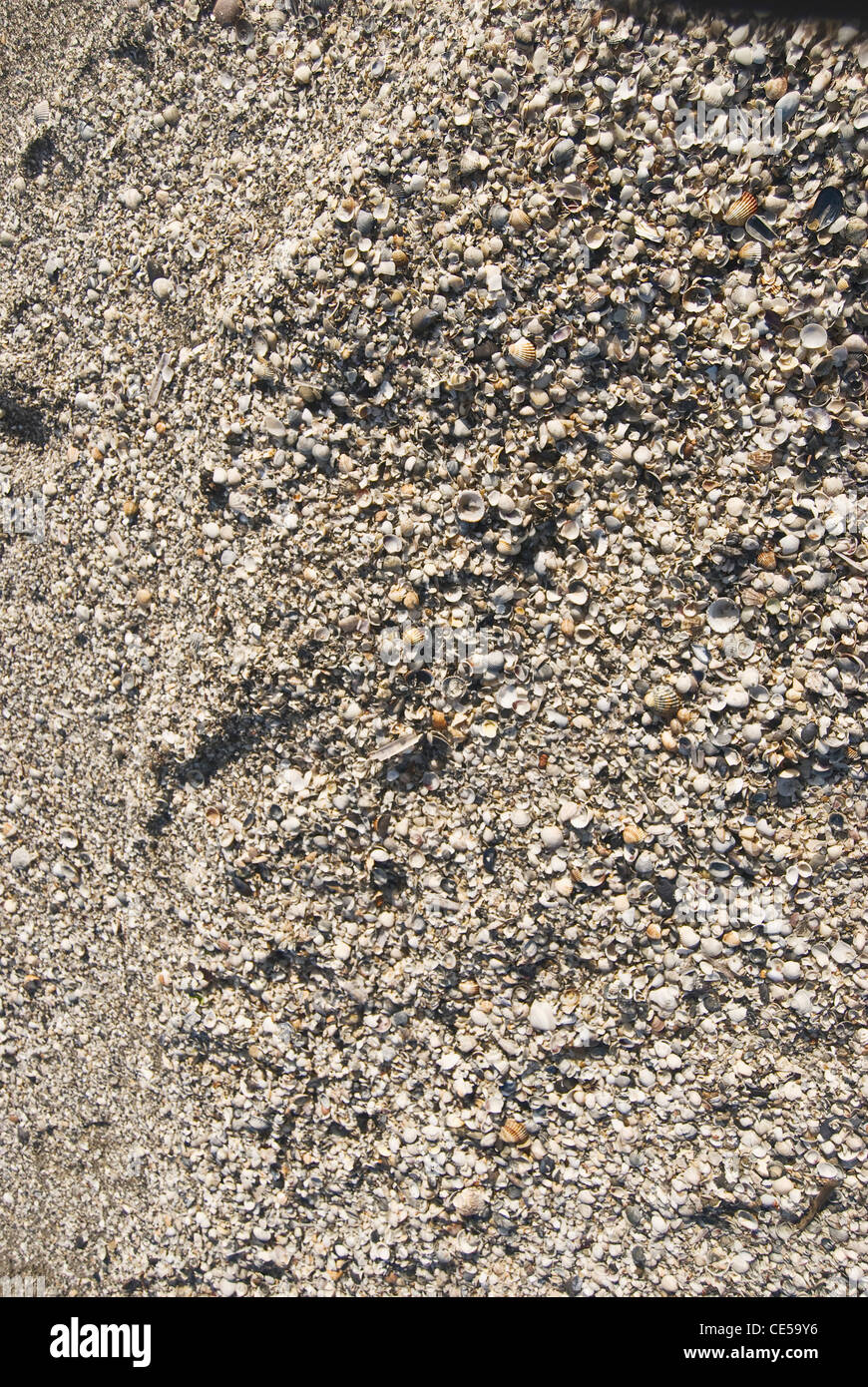 Shell Texture High Resolution Shells pattern texture hi-res stock photography and images - Alamy