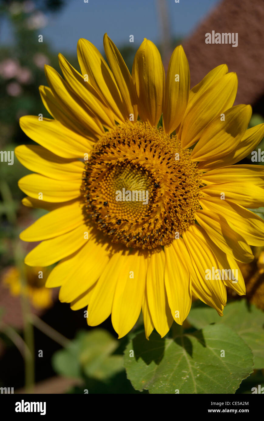 Sunflower (Helianthus annuus Stock Photo Alamy