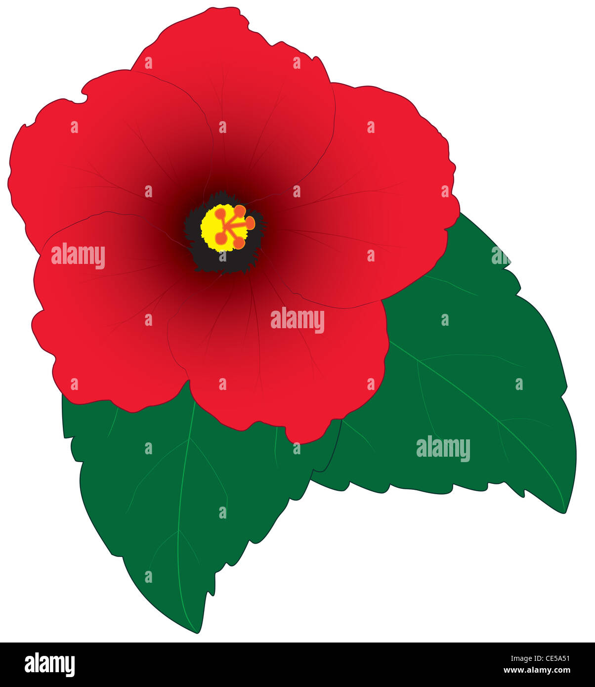 An illustration of a red Hibiscus with green leaves Stock Photo - Alamy