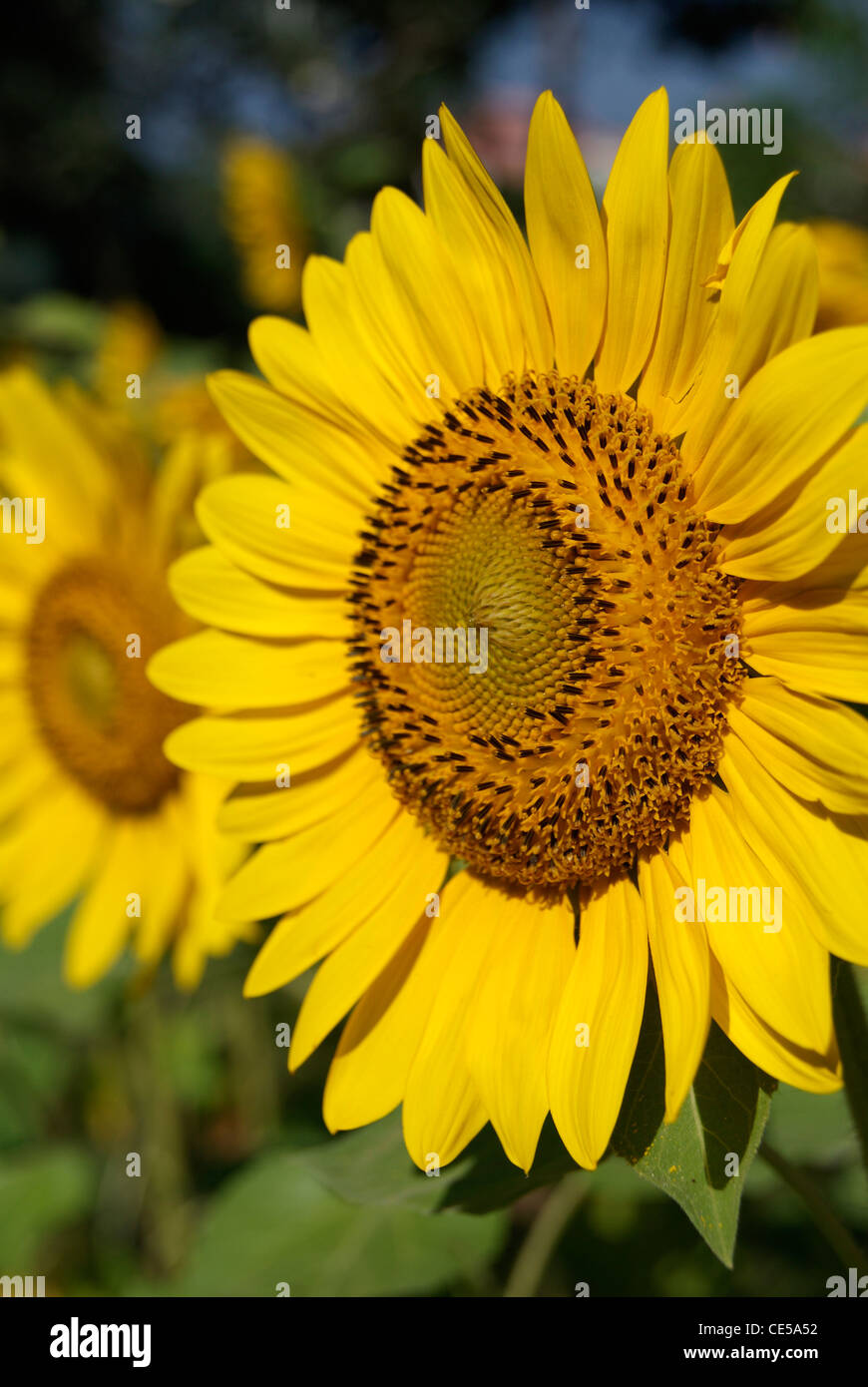 Side angle view of Sunflowers in garden Stock Photo