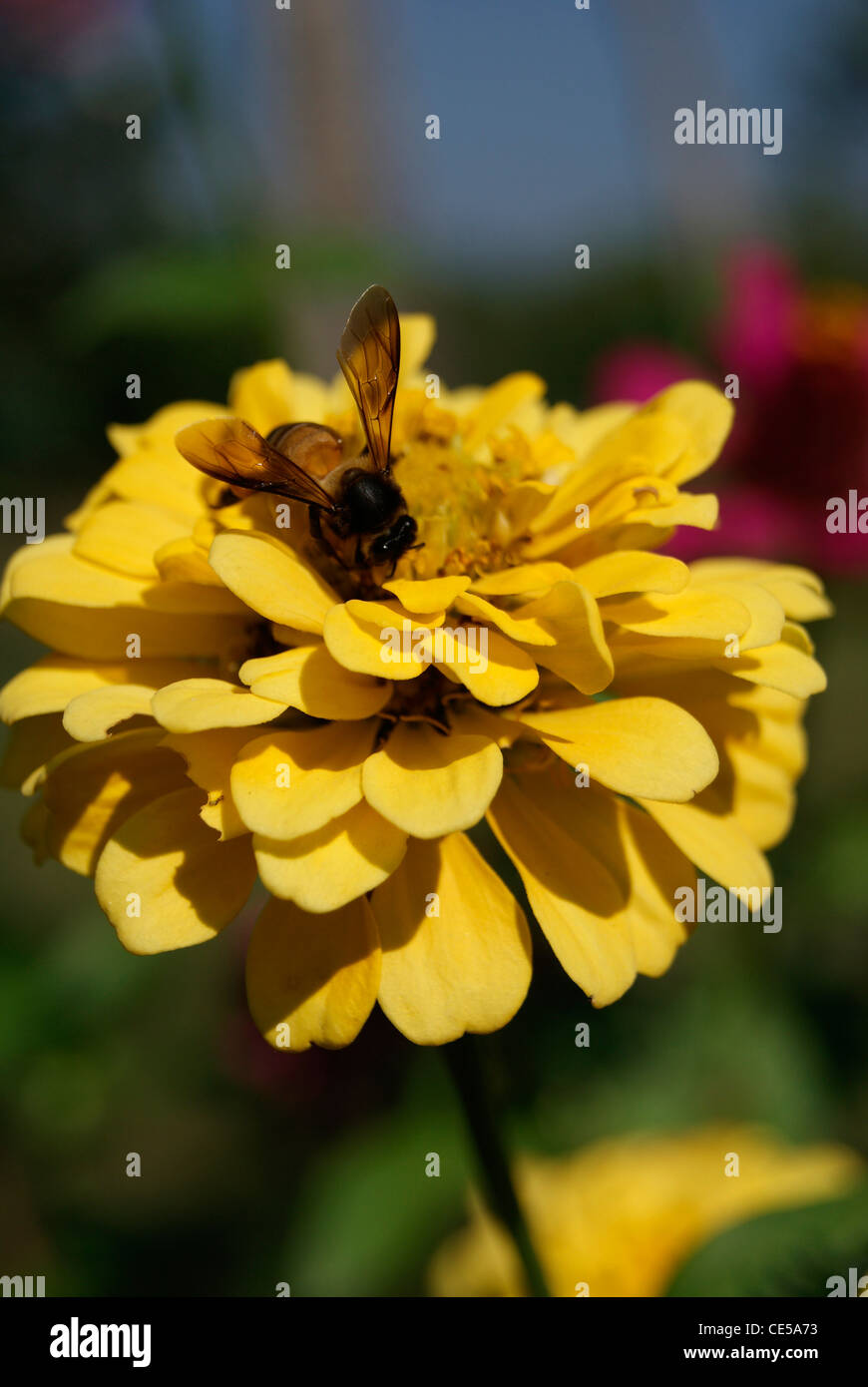 Indian honey bees hi-res stock photography and images - Alamy
