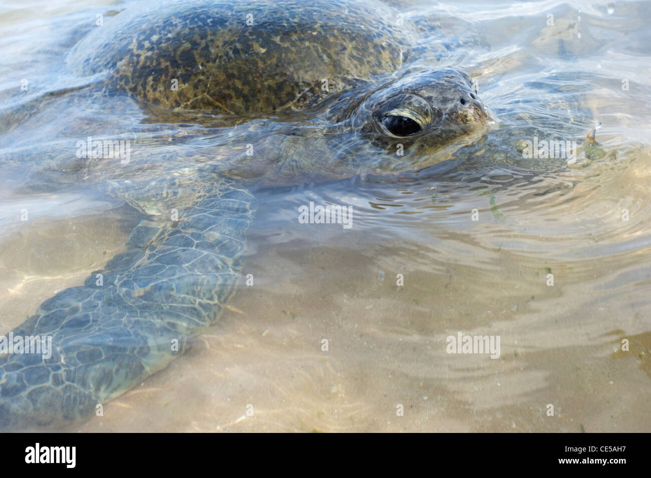 Turtle in the ocean Stock Photo