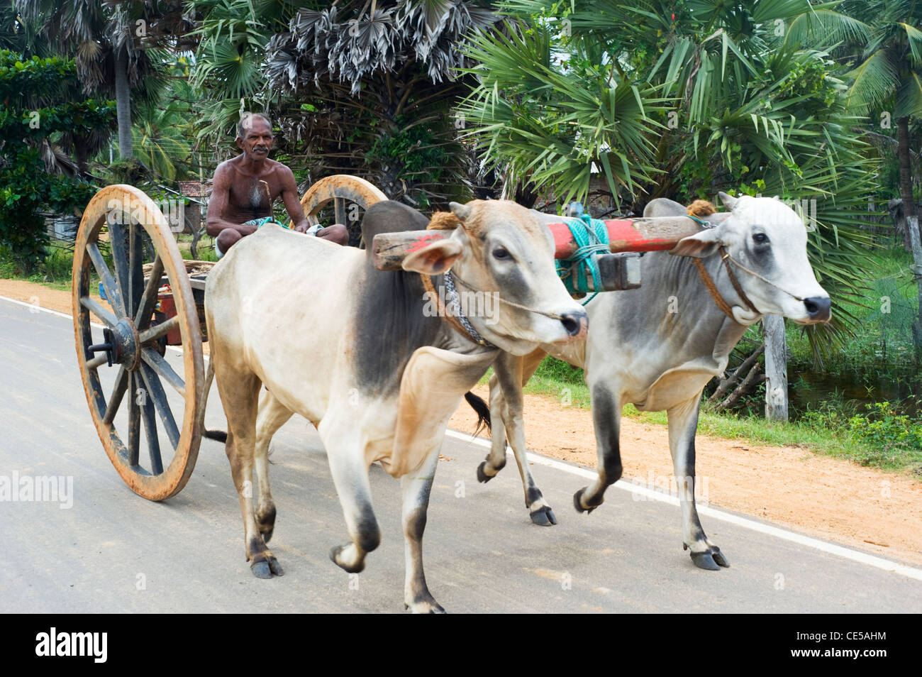 Man driving ox cart hi-res stock photography and images - Alamy