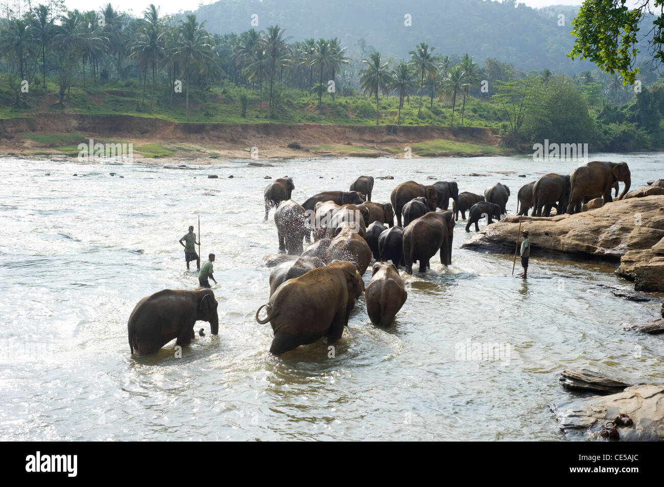 Elephants from the Pinnawela Elephant Orphanage enjoy their daily bath at the local river. Stock Photo