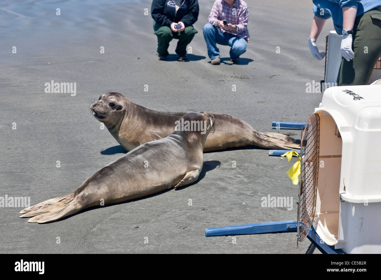 Volunteers releasing 'rescued & rehabilitated' male weaner Elephant Seals. Stock Photo