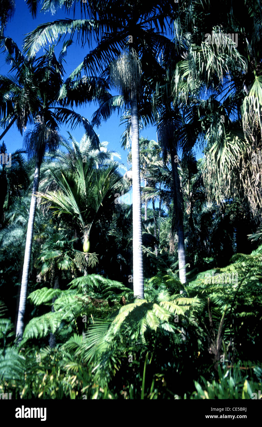 Mixed temperate and tropical rainforest , northern NSW,  Australia Stock Photo