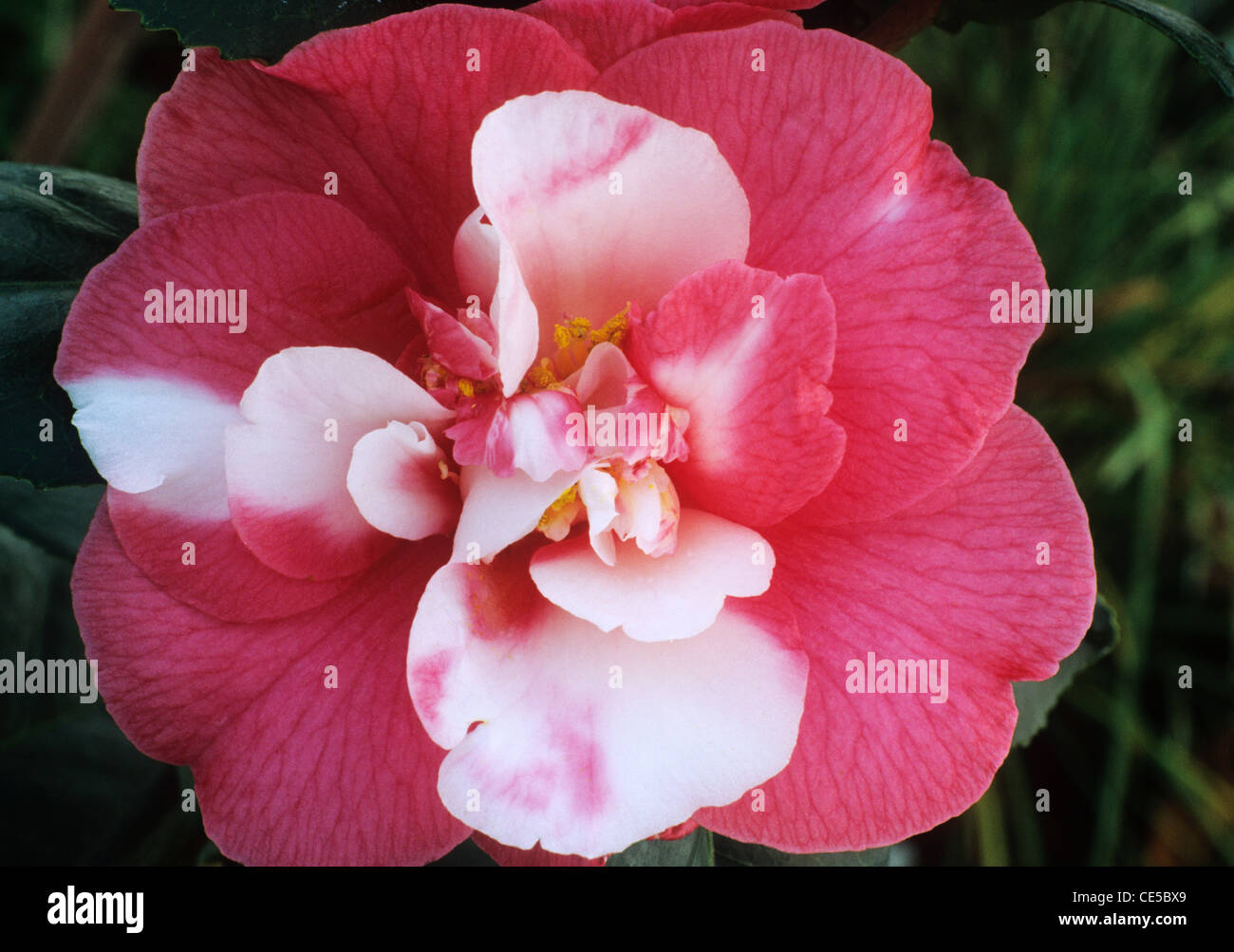 Camellia japonica 'Nagasaki' red and white flower flowers garden plant plants camellias Stock Photo