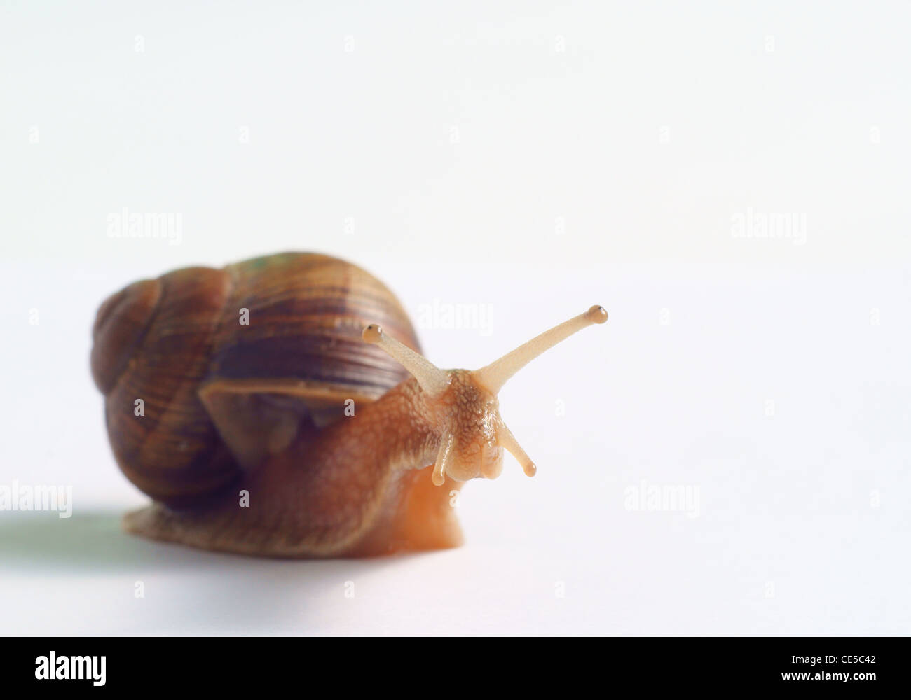 garden snail on white background Stock Photo - Alamy