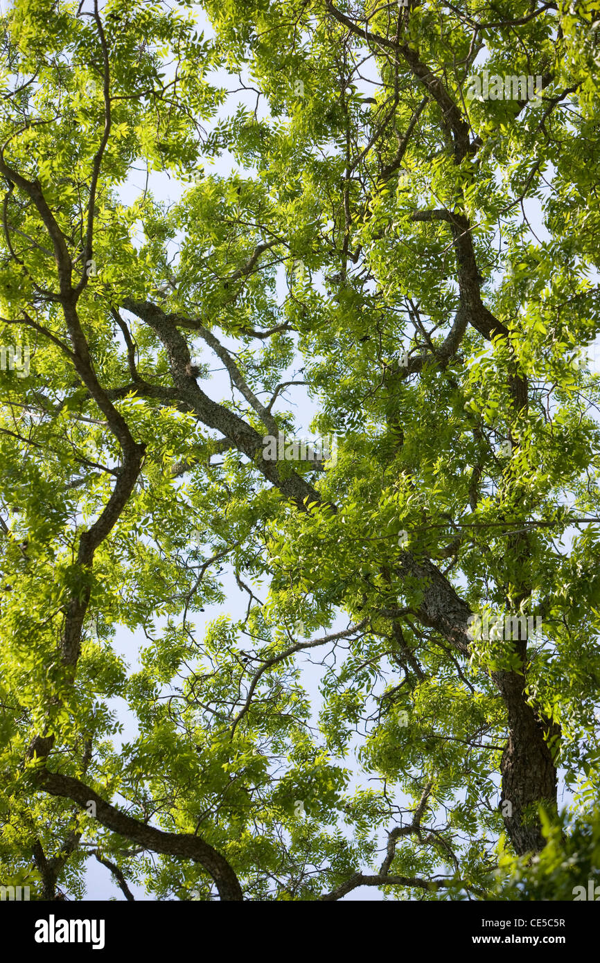 Live Oak Tree in Springtime in Austin, Texas Stock Photo Alamy