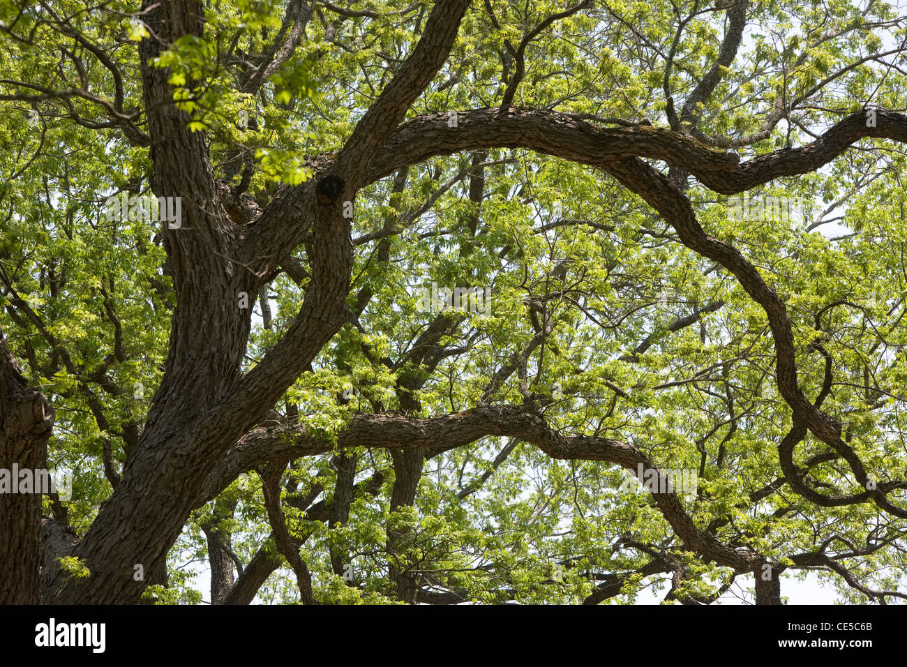 Live Oak Tree in Springtime in Austin, Texas Stock Photo