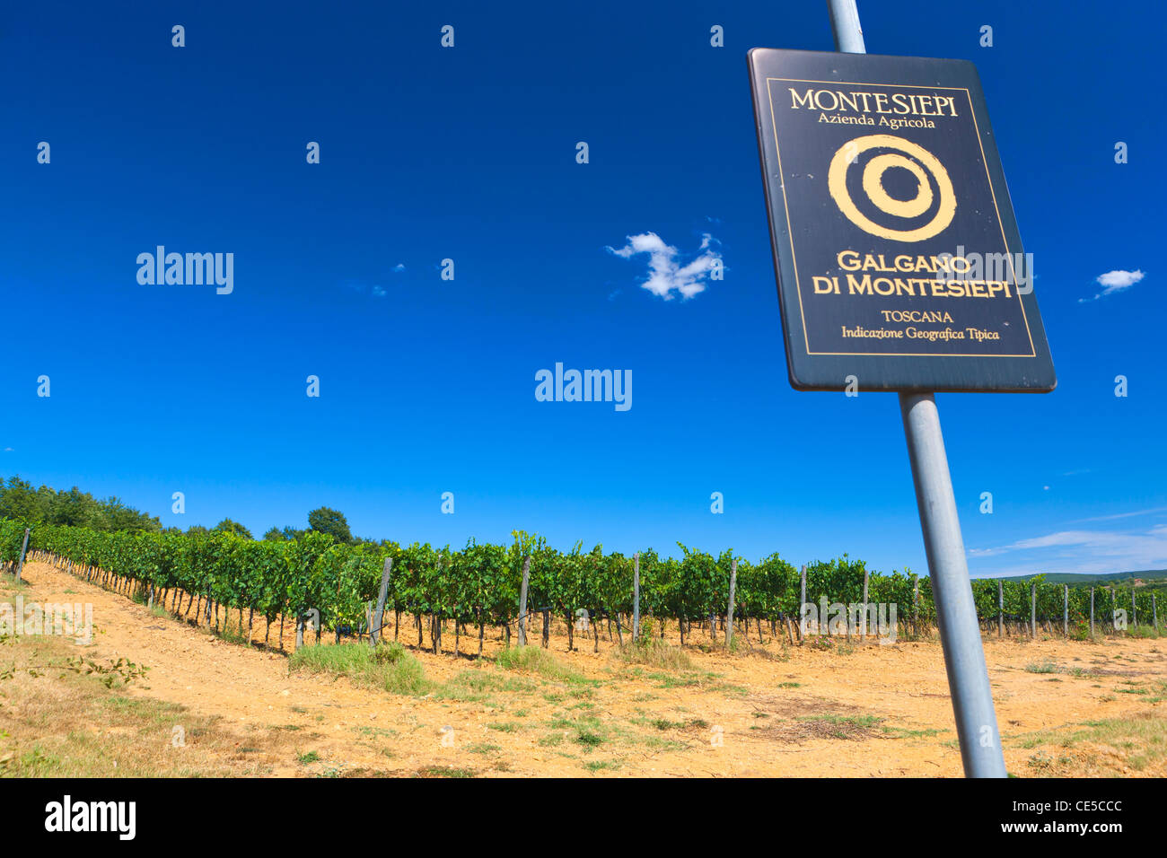 Vineyard, San Galgano, Tuscany, Italy, Europe Stock Photo