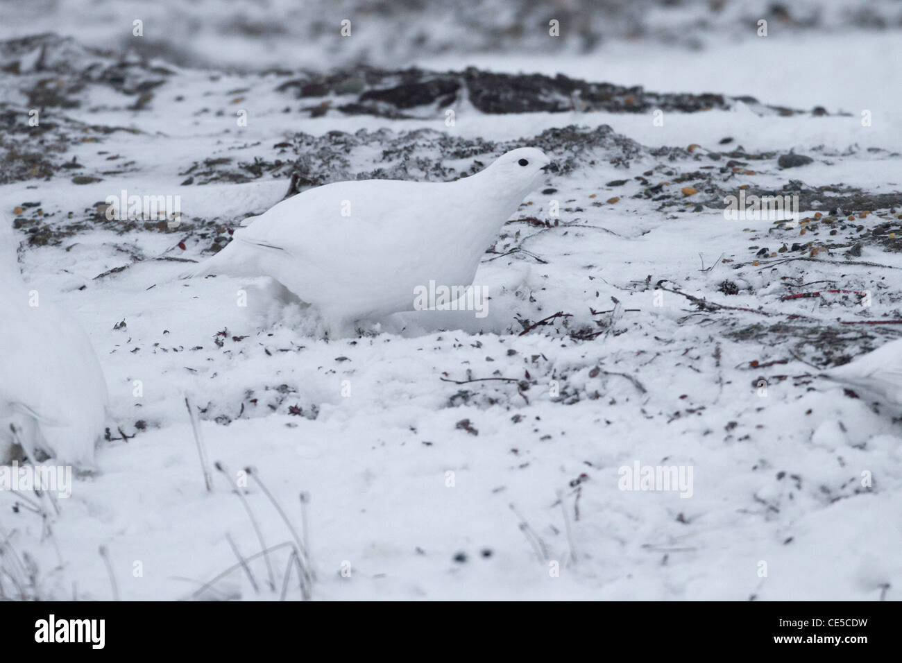 Willow Ptarmigan (Lagopus lagopus) in winter plumage feeding in snow on beach at Kaktovik, Barter Island, Alaska in October Stock Photo