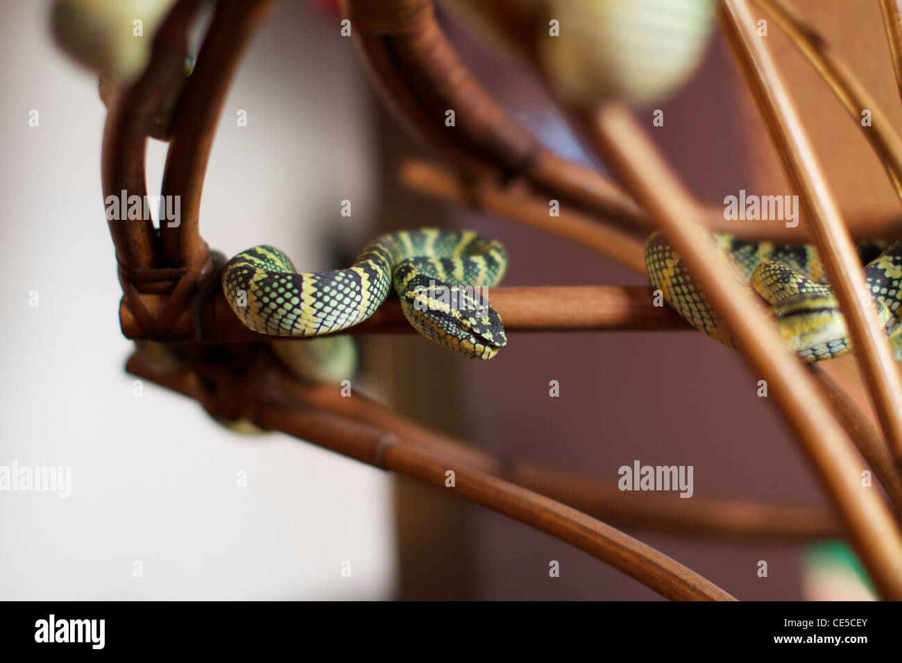 Pit vipers in the Snake Temple of Azure Cloud, Bayan Lepas, Penang, Malaysia Stock Photo