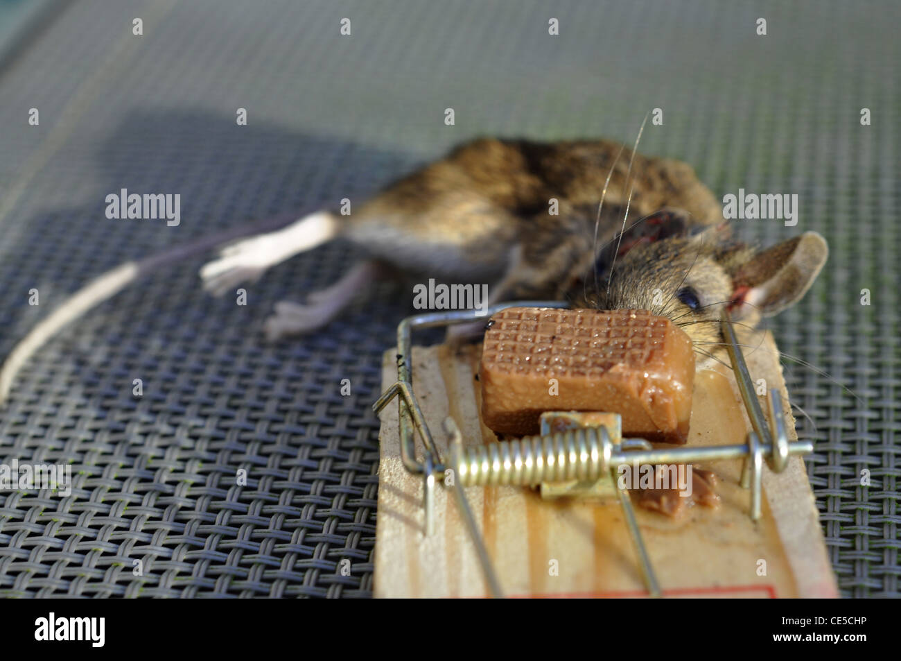 Dead mouse in trap Stock Photo Alamy