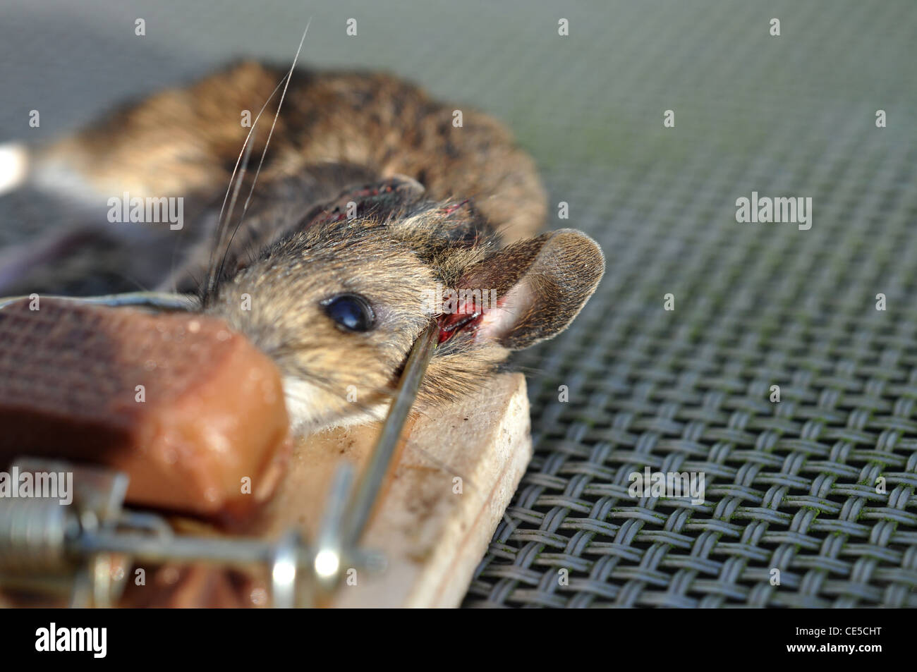 Dead mouse in trap Stock Photo Alamy