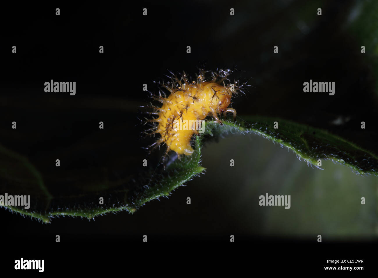 28-spotted Potato Ladybird - Epilachna vigintioctopunctata (synonym Henosepilachna vigintioctopunctata) larva Stock Photo
