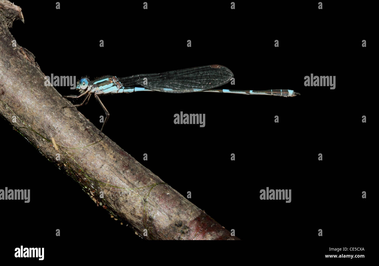 variable bluet male coenagrion pulchellum Stock Photo