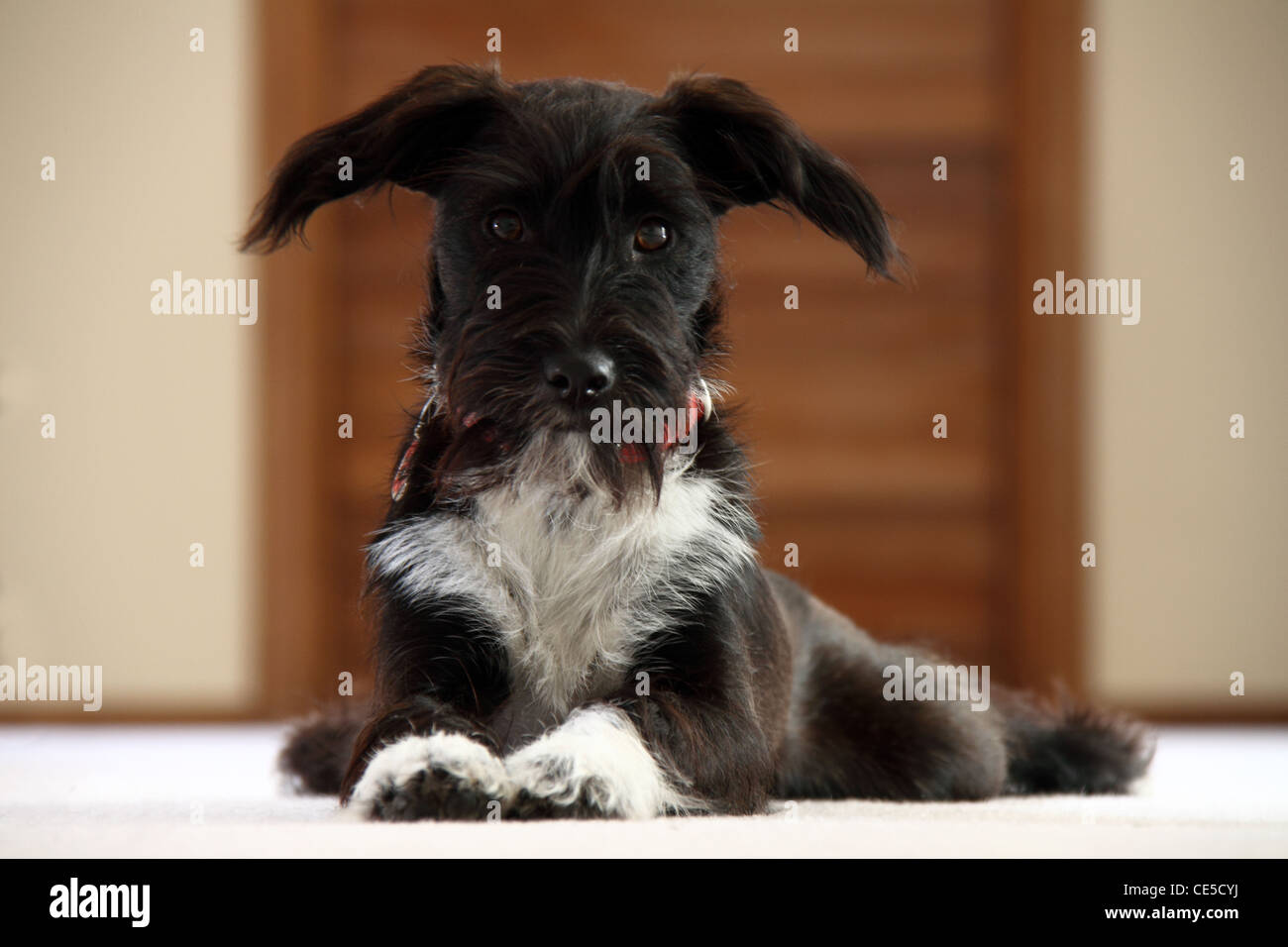 Jackadoodle puppy hi-res stock photography and images - Alamy