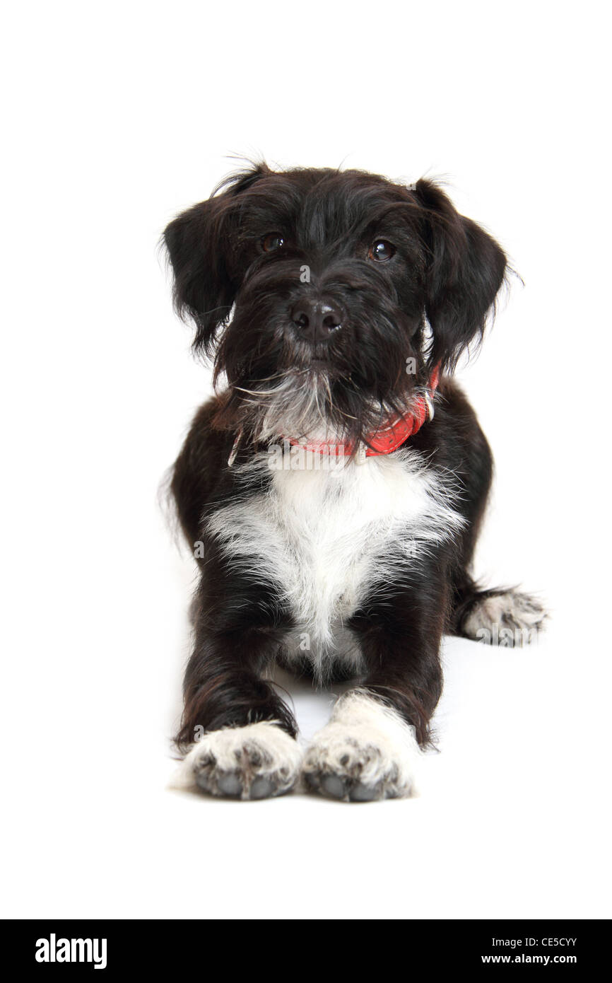 Jackapoodle Cut Out Stock Images & Pictures Alamy