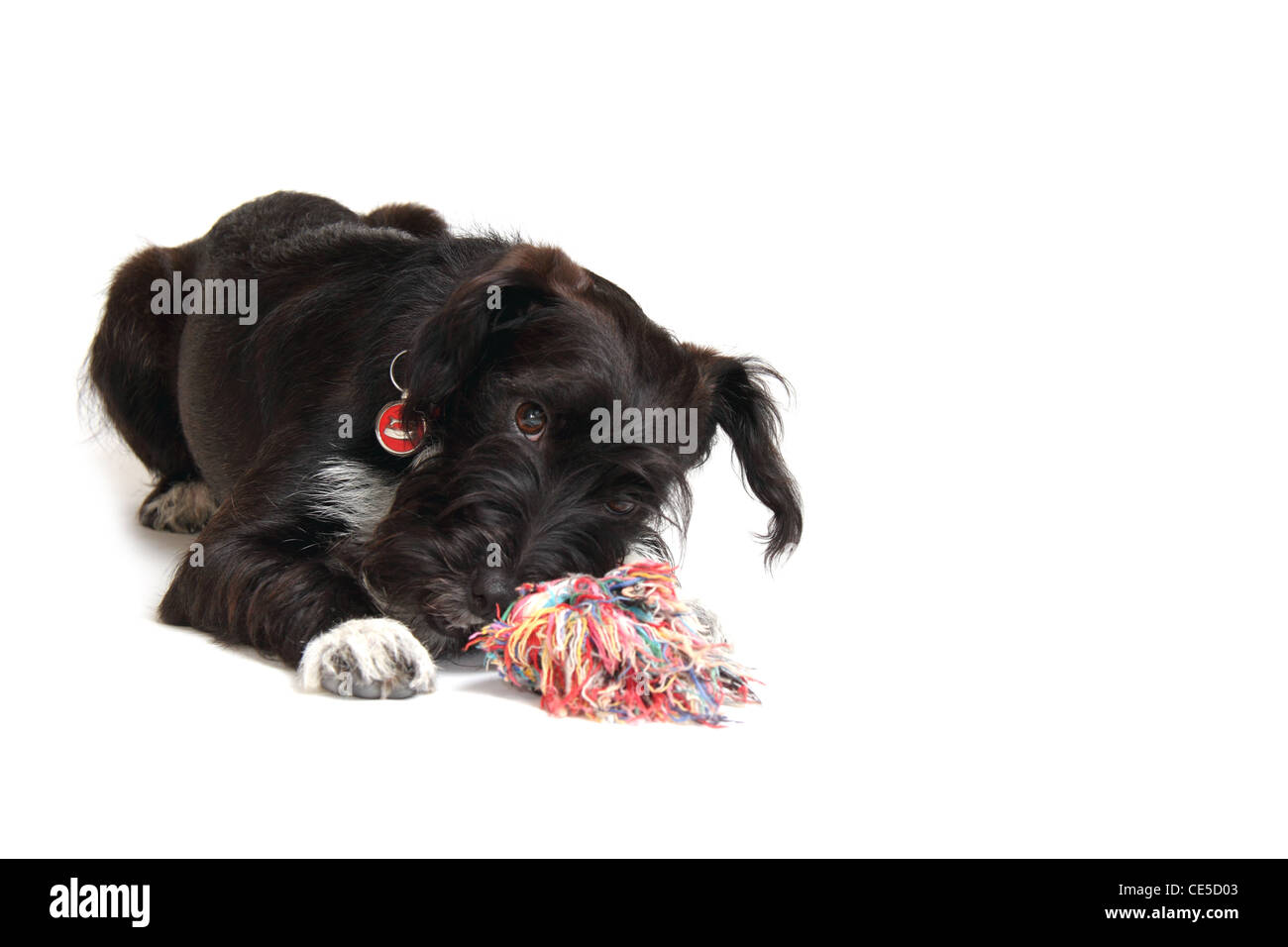 jackadoodle puppy photographed in a studio Stock Photo Alamy