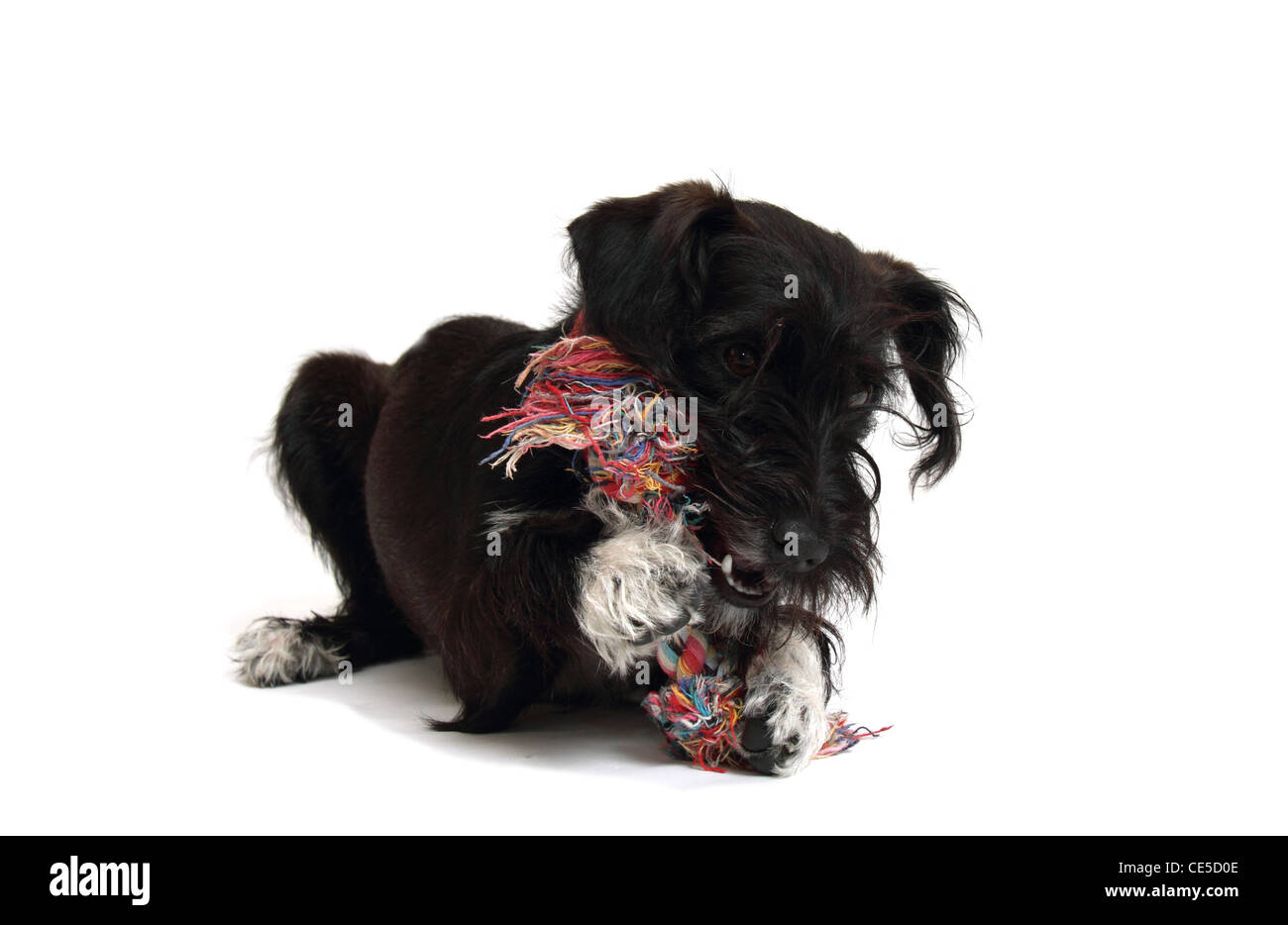 Jackapoo puppy hi-res stock photography and images - Alamy