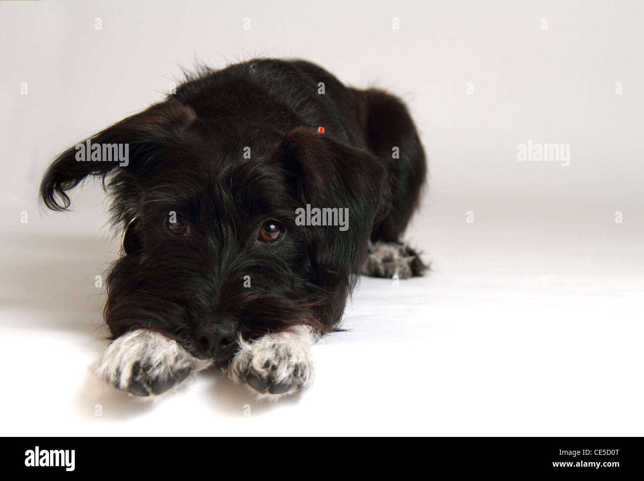 Studio puppy hi-res stock photography and images - Alamy
