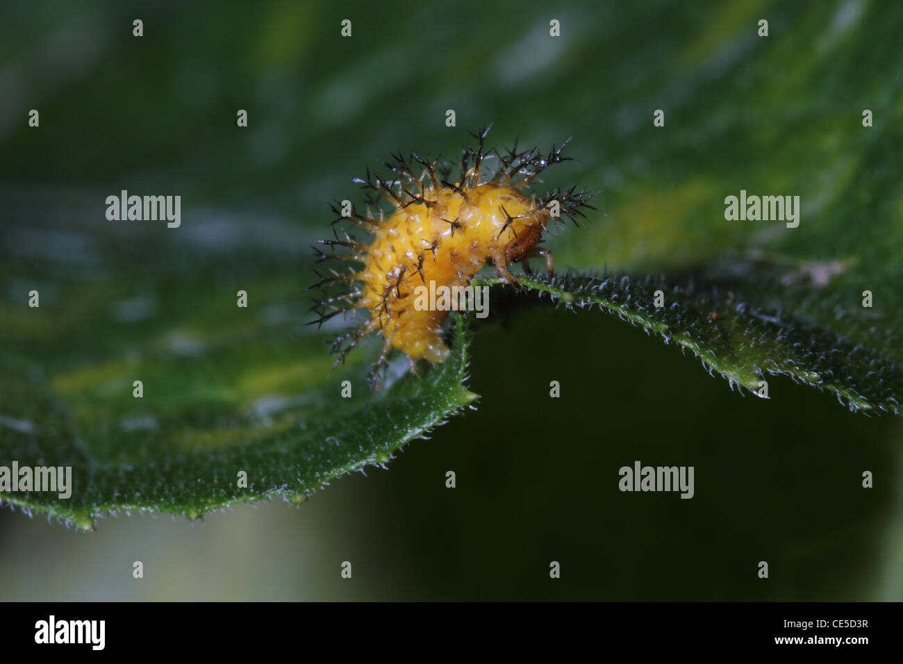 28-spotted Potato Ladybird - Epilachna vigintioctopunctata (synonym Henosepilachna vigintioctopunctata) larva Stock Photo