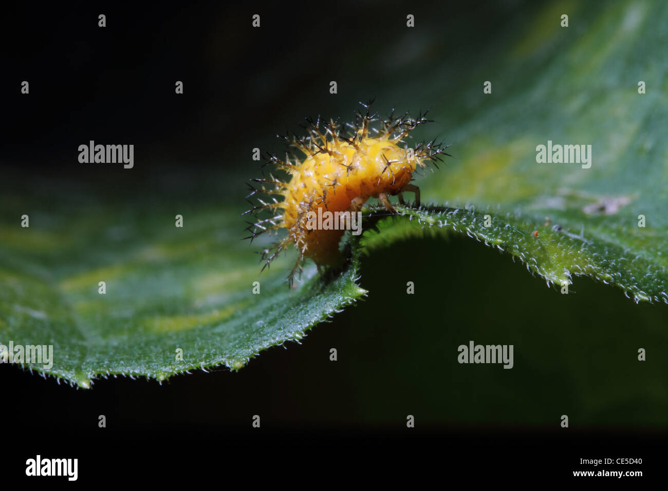 28-spotted Potato Ladybird - Epilachna vigintioctopunctata (synonym Henosepilachna vigintioctopunctata) larva Stock Photo