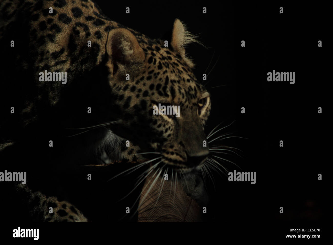 A fierce leopard is lurking in the shadows Stock Photo