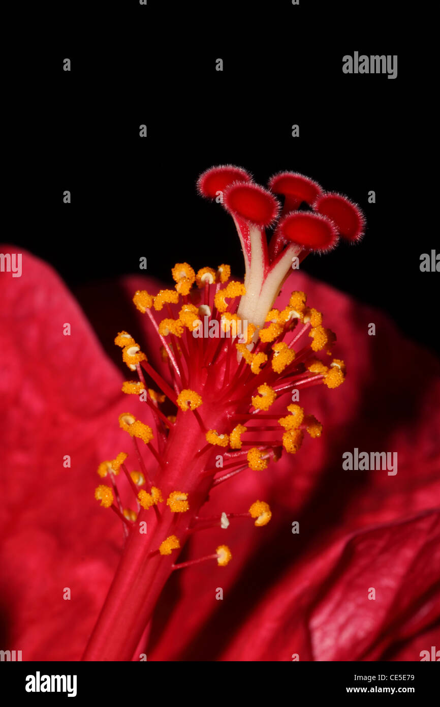 The red pistil of an hibiscus covered by pollen, waiting for the pollination Stock Photo