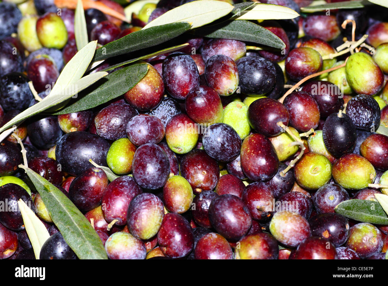 Freshly harvested green and black olives Stock Photo Alamy