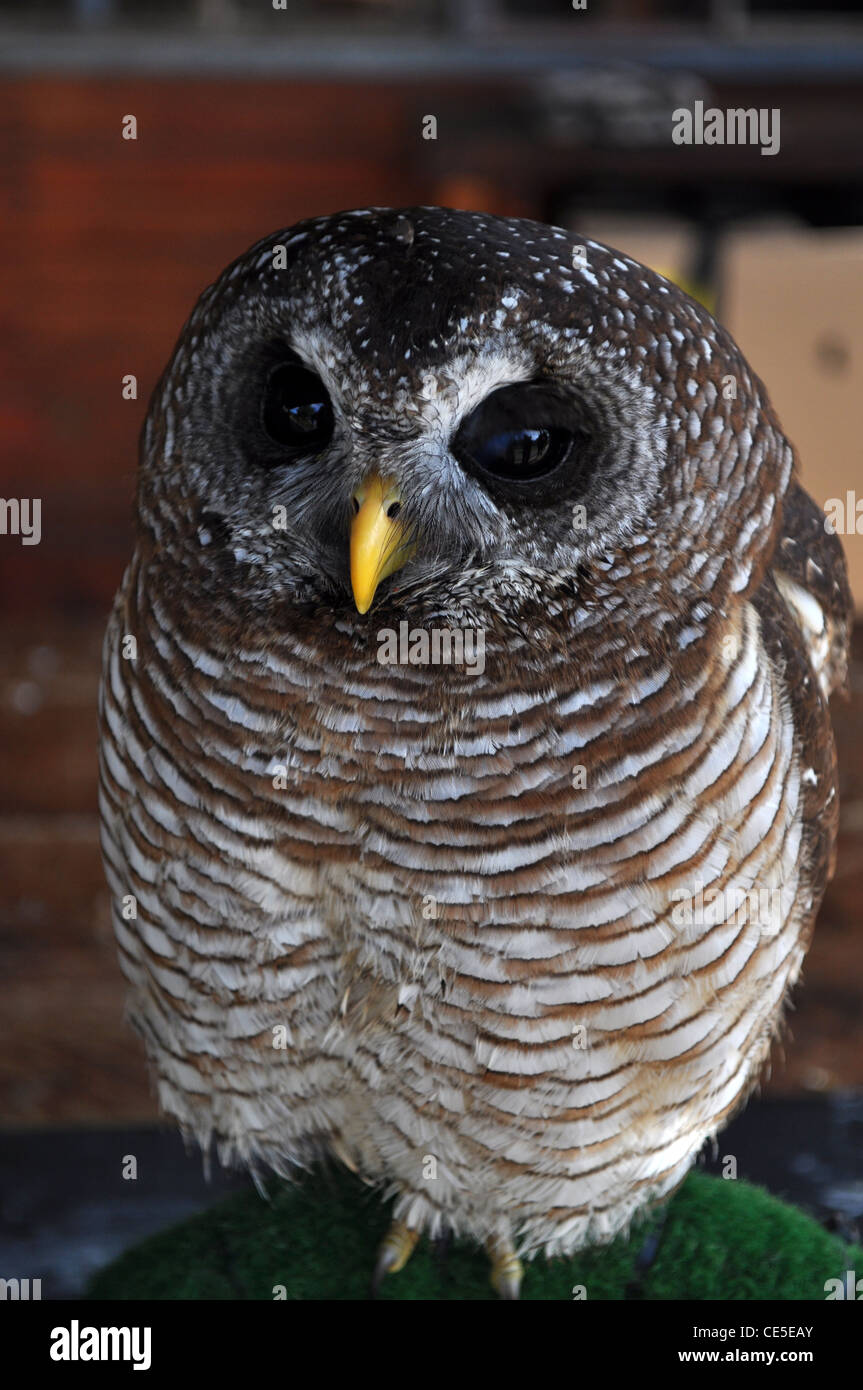 African Wood Owl Strix woodfordii, at Eagle Encounters, Spier Winery, Stellenbosch, South