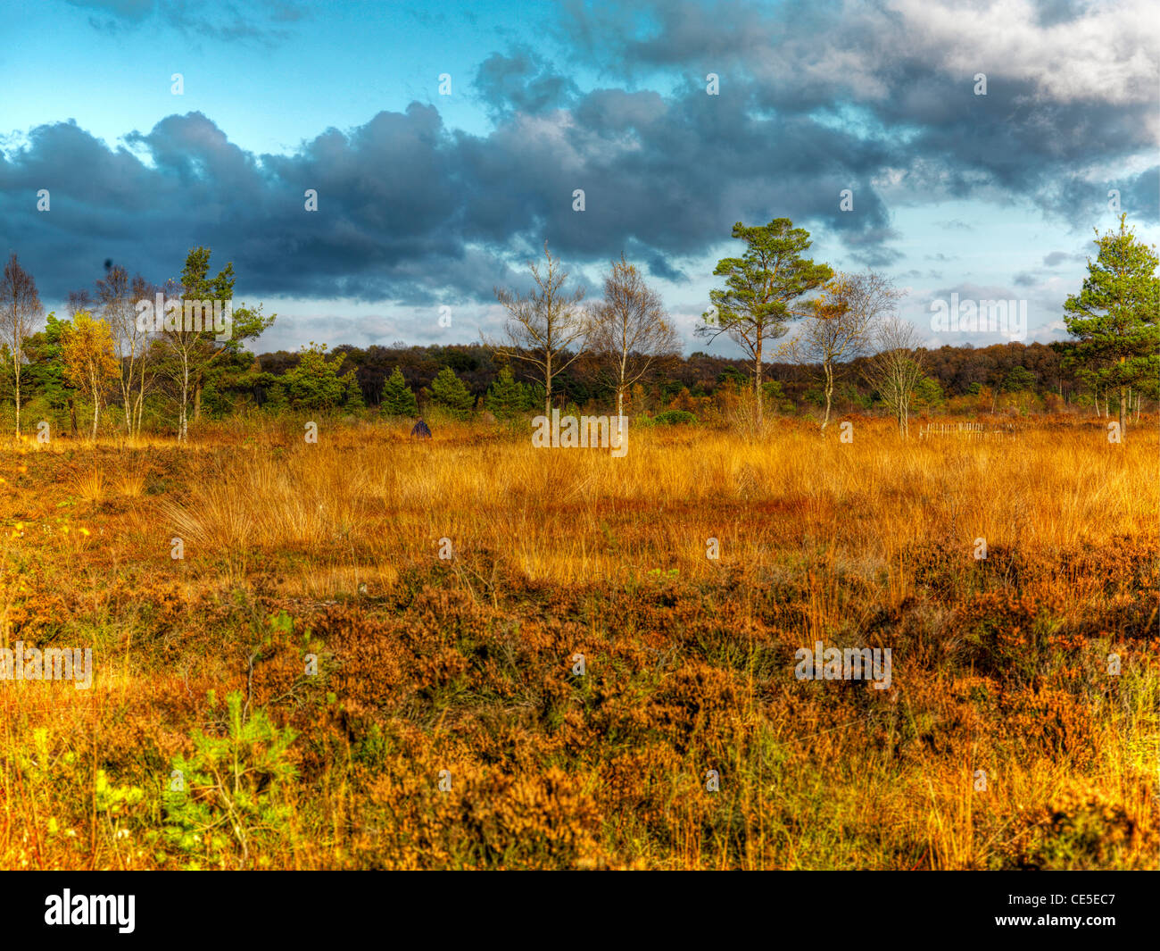 Peatlands Park, County Tyrone, Northern Ireland Stock Photo