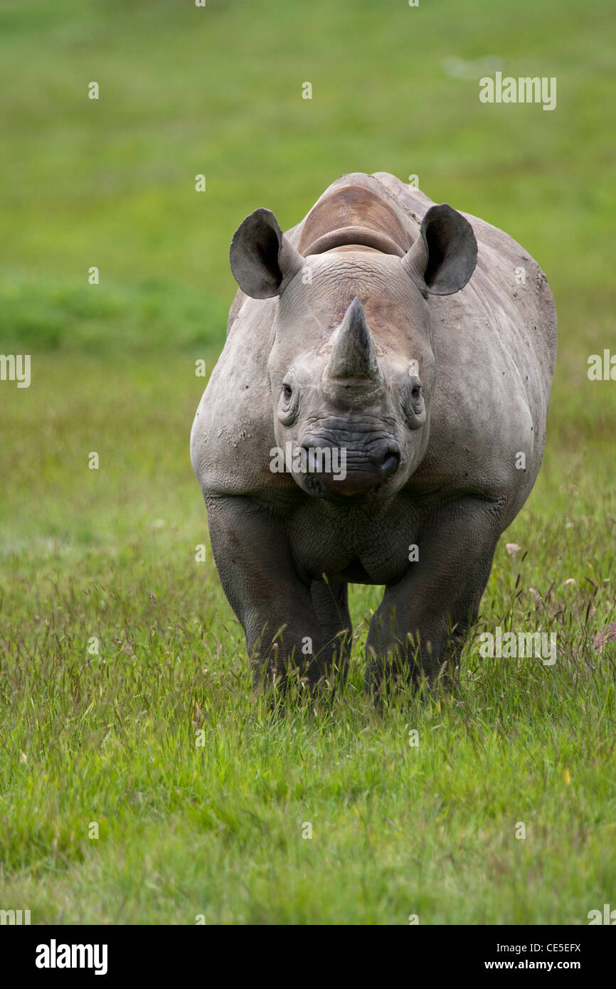 Black Rhino (Diceros bicornis) Stock Photo