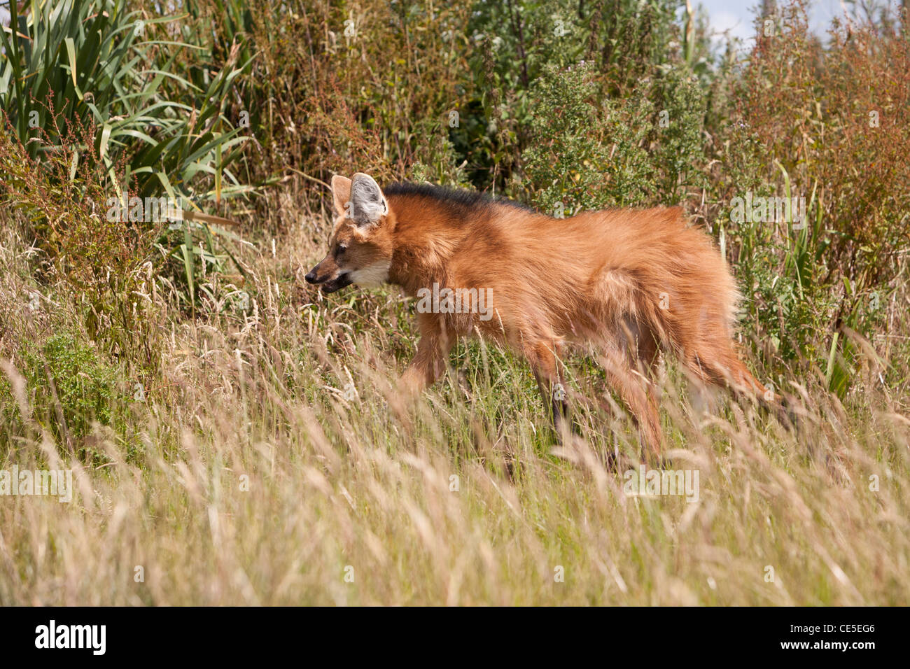 Red Maned Wolf (Chrysocyon brachyurus) Stock Photo