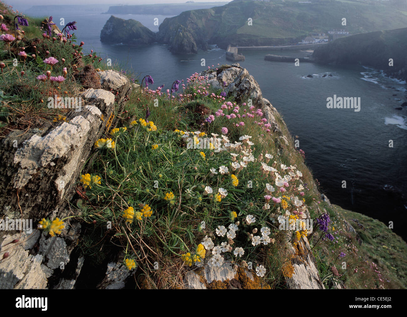 Spring coastal flowers at Mullion Cove, The Lizard, Cornwall. Stock Photo