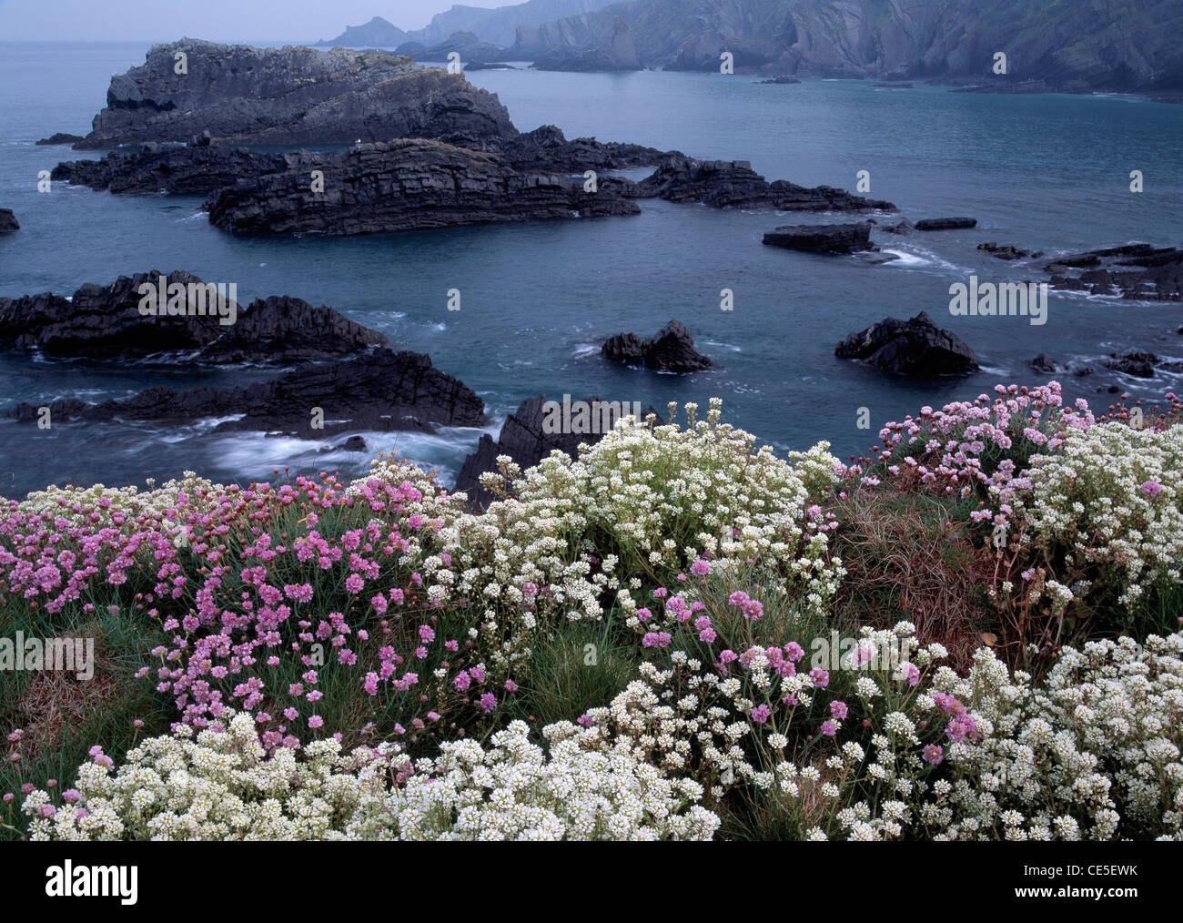 Spring coastal clifftop flowers, mainly Common Scurvy Grass and Thrift