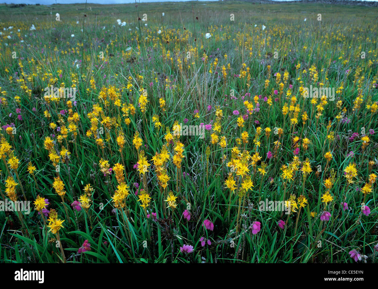 Bog Asphodels, with Cross-leaved Heath, in wet meadow near Wick, on the edge of the Flowe Country, Scotland. Stock Photo